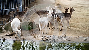 Herd of female sitatunga or marshbuck Tragelaphus spekii photo