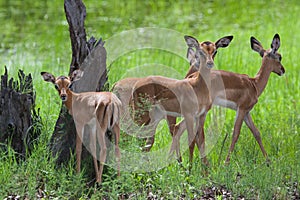 A herd of female and young impalas