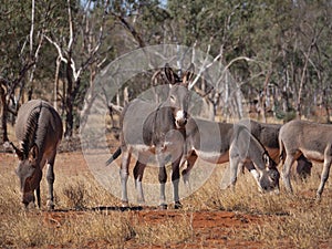 Herd of feral donkeys in Central Australia