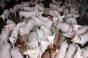 Herd of few months old hungry piglets at rural bio animal farmland
