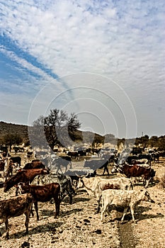 A herd in the field 5