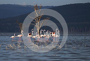 Herd of flamingos in Lake Nakuru Kenya