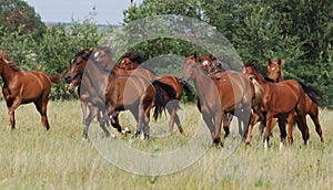 Herd of foals