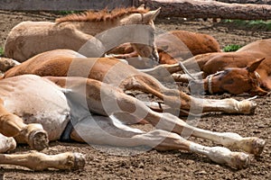 Herd of foals