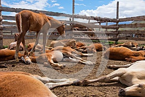 Herd of foals