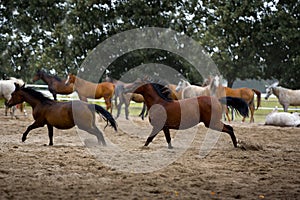 Herd of foals in the pasture