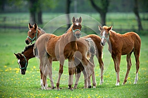Herd of foals in the pasture
