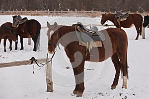 Herd of foals on the snow-covered meadow in a deep winter.