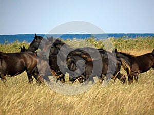 A herd of free dark-colored horses runs on the grass against the background of the blue sea. Wildlife and animals