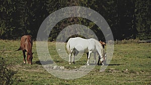 Herd of free horses grazing on green pasture,pine forest on background.White and brown horses are grazing in the field