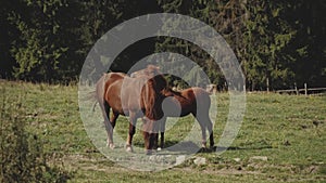 Herd of free horses grazing on green pasture,pine forest on background.White and brown horses are grazing in the field