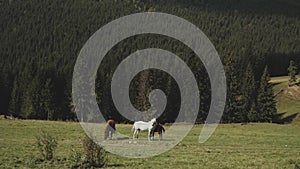 Herd of free horses grazing on green pasture,pine forest on background.White and brown horses are grazing in the field