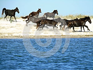 A herd of free horses runs on the sand on the shore of the blue sea. Wildlife and animals