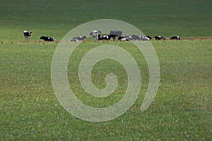 A herd of Fresian cows in a field in rural Wales