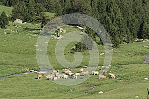 Herd of gascon cow in Andorra