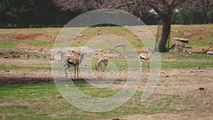 Herd of gazelles grazing in the field