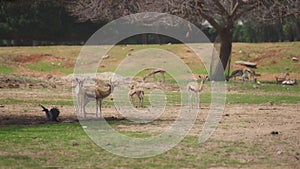 Herd of gazelles grazing in the meadow