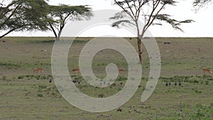 Herd Gazelles Impala And Birds Grazing In Green Field With Acacias, 4K