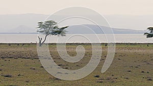 A Herd Of Gazelles Quickly Run From A Predator On The African Savannah