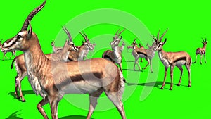 Herd of Gazelles Savannah Green Screen 3D Rendering Animation