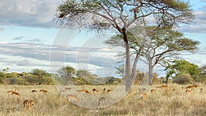 Herd of Gazelles, Tarangire National Park, Tanzania, Africa