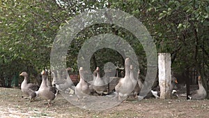 Herd of geese grazing in the village outdoors