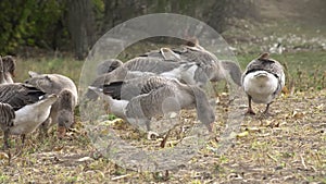 Herd of geese grazing in the village outdoors