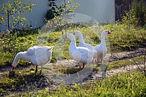 A herd of geese walks in nature near the farm. White geese graze on a pasture in the tall grass. Pets in the meadow on a sunny day