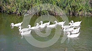 Herd of geeses on a river