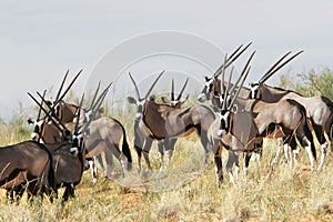 Herd of gemsbok photo