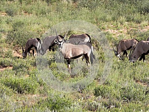 Herd Gemsbok, Oryx gazella gazela, Kalahari South Africa