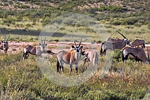 Herd Gemsbok, Oryx gazella gazela, Kalahari South Africa