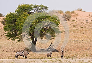 Herd of gemsbok (oryx) in the Kalahari desert