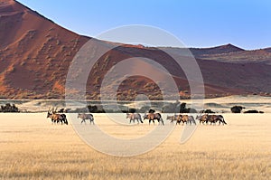 Herd of Gemsbok in Sossusvlei