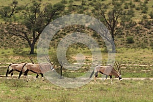 Herd of Gemsboks Oryx gazela staying in the green grass