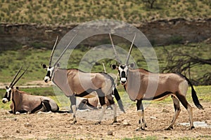 Herd of Gemsboks Oryx gazela staying in the sand with green grass around