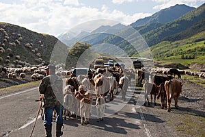 Herd on Georgian military Highway. Georgia.