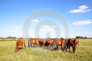 Herd of gidran horses eating fresh green grass summertime