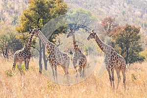 A herd of giraffe cows staring curiously at their surroundings in the bushveld.