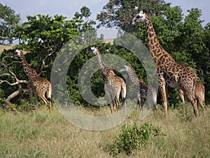 Herd of Giraffe in Kenya