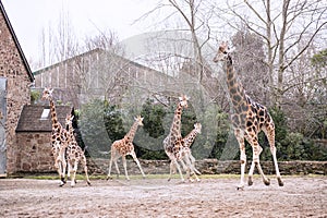 Herd of Giraffe Running