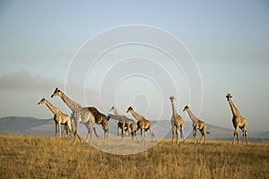 Herd of Giraffes