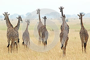 Herd of giraffes