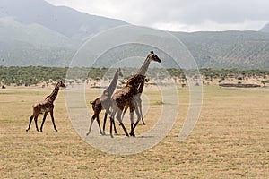 Herd of giraffes