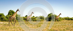 Herd of Giraffes in Africa