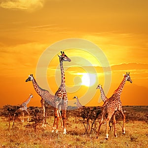 Herd of giraffes in the African savannah against sunset background. Serengeti National Park . Tanzania.