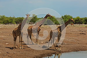 Herd of giraffes