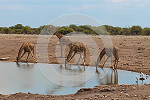 Herd of giraffes