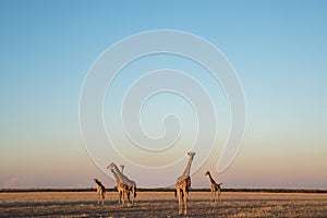 A herd of giraffes in the kalahari desert