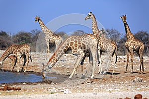 A herd of giraffes at the Klein Namutoni water hole